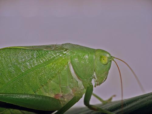 Fotografia de no - Galeria Fotografica: Macros - Foto: Grillo