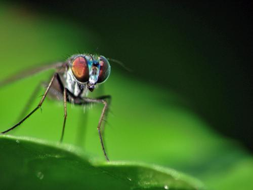 Fotografia de no - Galeria Fotografica: Macros - Foto: Mosca