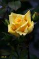 Fotos de Pili -  Foto: Flores - Flor amarilla