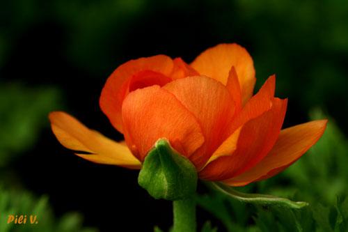Fotografia de Pili - Galeria Fotografica: Flores - Foto: Flor naranja