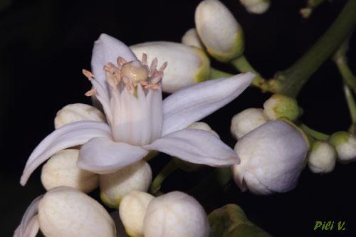 Fotografia de Pili - Galeria Fotografica: Flores - Foto: Flor del naranjo