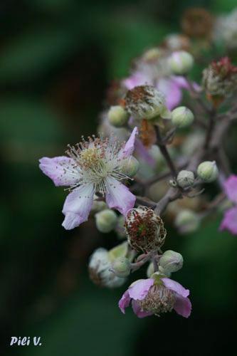 Fotografia de Pili - Galeria Fotografica: Flores - Foto: Flor de la zarza mora