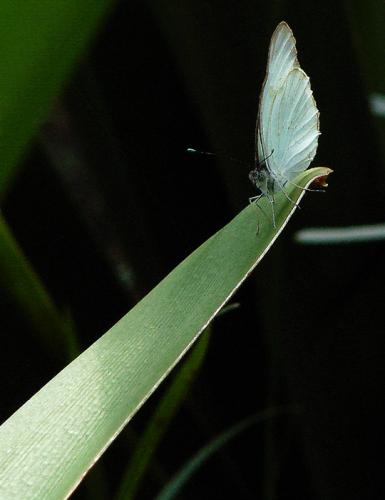 Fotografia de no - Galeria Fotografica: Macros - Foto: Princesa								