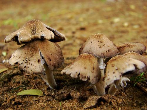 Fotografia de no - Galeria Fotografica: Macros - Foto: 	Hongos							