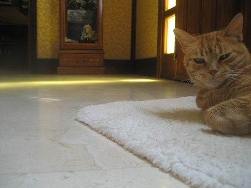 Fotografia de SuM - Galeria Fotografica: Reportaje gata Linda - Foto: 