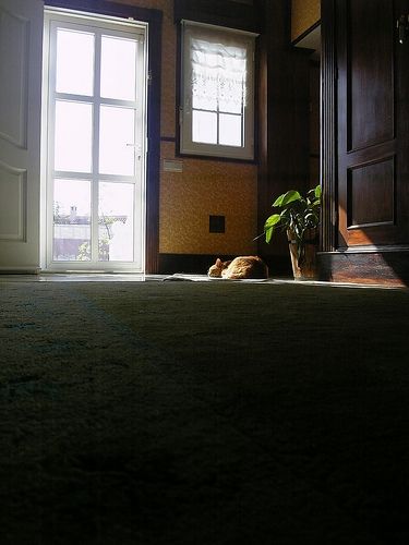 Fotografia de SuM - Galeria Fotografica: Reportaje gata Linda - Foto: 