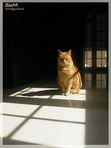 Fotografia de SuM - Galeria Fotografica: Reportaje gata Linda - Foto: 