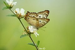 Fotografia de no - Galeria Fotografica: Macros - Foto: 