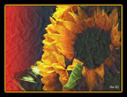 Fotografia de no - Galeria Fotografica: Macros - Foto: 