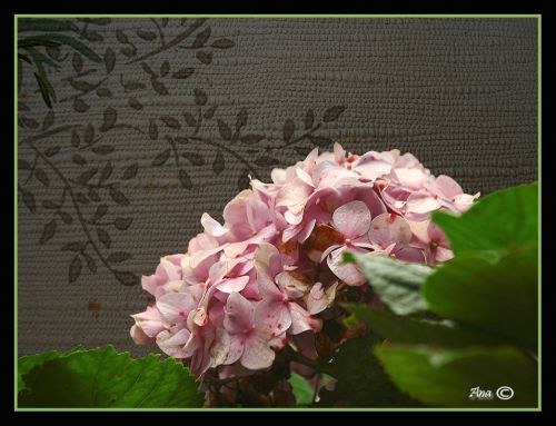 Fotografia de no - Galeria Fotografica: Macros - Foto: 