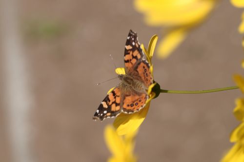 Fotografia de hernan escalona fotografo - Galeria Fotografica: NATURE - Foto: 