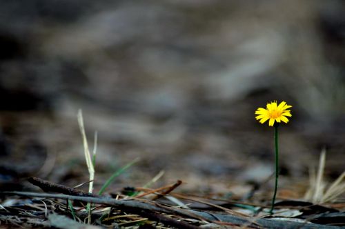 Fotografia de hernan escalona fotografo - Galeria Fotografica: NATURE - Foto: 