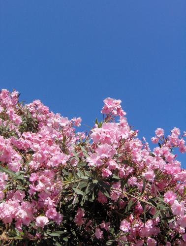 Fotografia de karina - Galeria Fotografica: naturaleza - Foto: ............