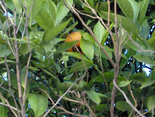 Fotografia de karina - Galeria Fotografica: naturaleza - Foto: naranjo.......