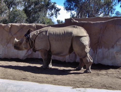 Fotografia de karina - Galeria Fotografica: naturaleza - Foto: Rinoceronte