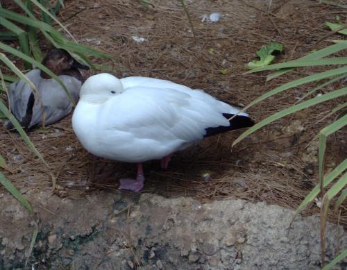 Fotografia de karina - Galeria Fotografica: algo de mi y de mi hermano - Foto: duck