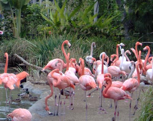 Fotografia de karina - Galeria Fotografica: algo de mi y de mi hermano - Foto: flamingos