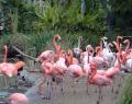 Fotos de karina -  Foto: algo de mi y de mi hermano - flamingos