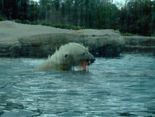 Fotografia de karina - Galeria Fotografica: algo de mi y de mi hermano - Foto: Atraves del vidrio