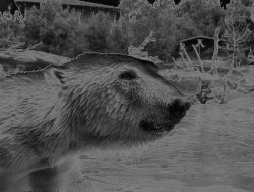 Fotografia de karina - Galeria Fotografica: naturaleza - Foto: oso polar