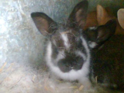 Fotografia de Dayan - Galeria Fotografica: Animales - Foto: 