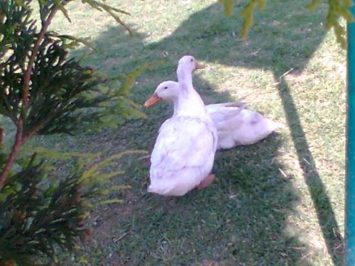 Fotografia de Dayan - Galeria Fotografica: Animales - Foto: 