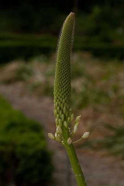 Fotografia de FOTO digitalhambra - Galeria Fotografica: Flores Botnico - Foto: 