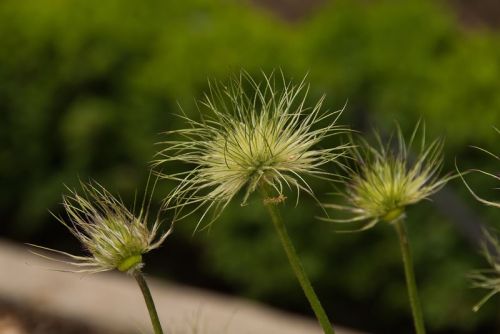 Fotografia de FOTO digitalhambra - Galeria Fotografica: Flores Botnico - Foto: 
