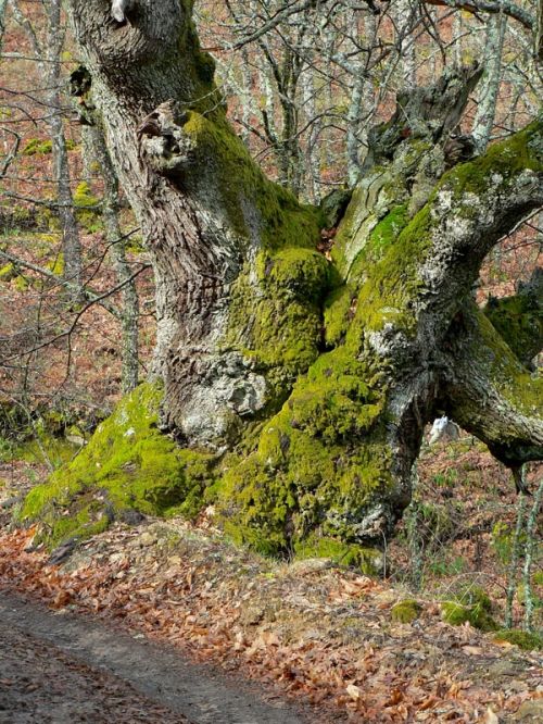 Fotografia de FOTO digitalhambra - Galeria Fotografica: Valle del Jerte - Foto: 