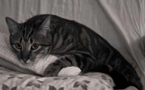 Fotografia de Monotone Pictures - Galeria Fotografica: Eugene - Foto: 