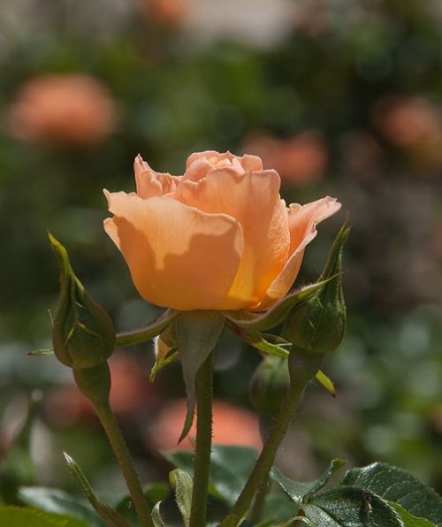 Fotografia de FOTO digitalhambra - Galeria Fotografica: Rosaleda Madrid - Foto: 