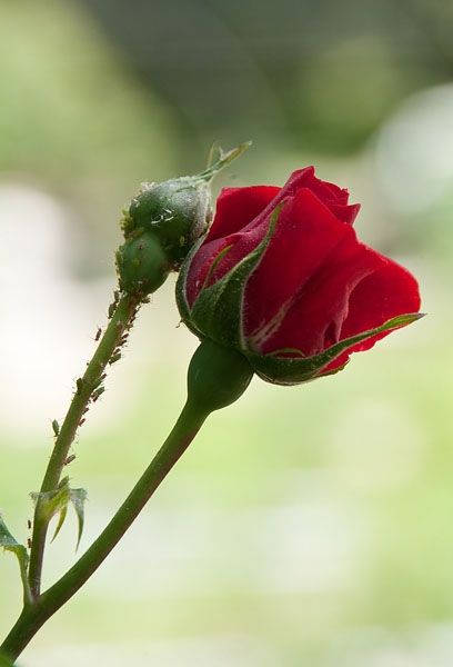 Fotografia de FOTO digitalhambra - Galeria Fotografica: Rosaleda Madrid - Foto: 