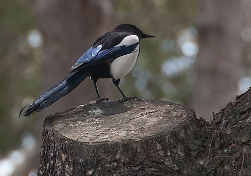 Fotografia de FOTO digitalhambra - Galeria Fotografica: Rosaleda Madrid - Foto: 