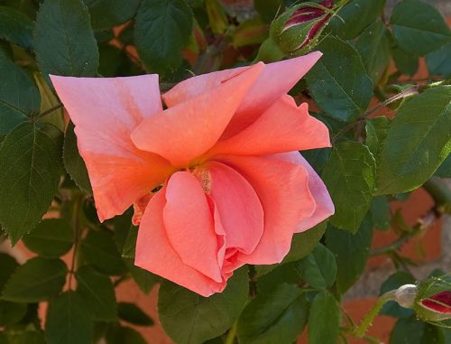 Fotografia de FOTO digitalhambra - Galeria Fotografica: Rosaleda Madrid - Foto: 