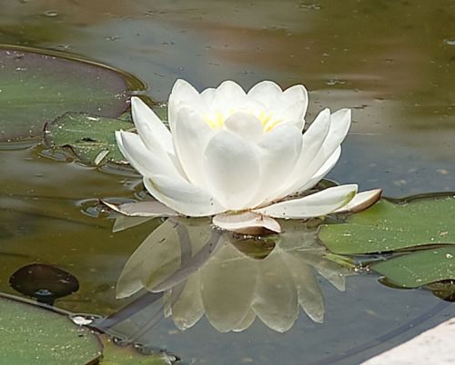 Fotografia de FOTO digitalhambra - Galeria Fotografica: Rosaleda Madrid - Foto: 