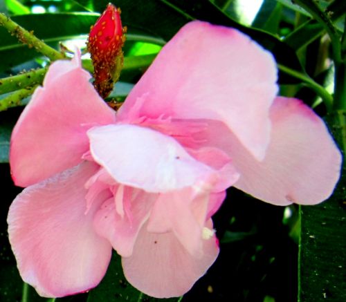 Fotografia de Carmen - Galeria Fotografica: Naturaleza y flores - Foto: 