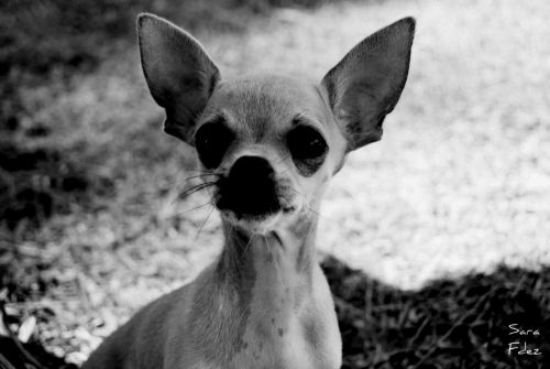 Fotografia de Photograph in the world - Galeria Fotografica: Chiguagua - Foto: 