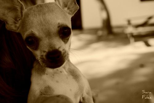 Fotografia de Photograph in the world - Galeria Fotografica: Chiguagua - Foto: 