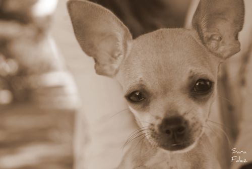 Fotografia de Photograph in the world - Galeria Fotografica: Chiguagua - Foto: 