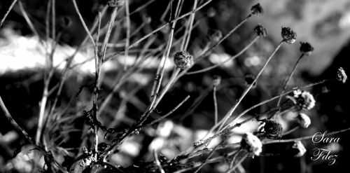 Fotografia de Photograph in the world - Galeria Fotografica: Black & white - Foto: 