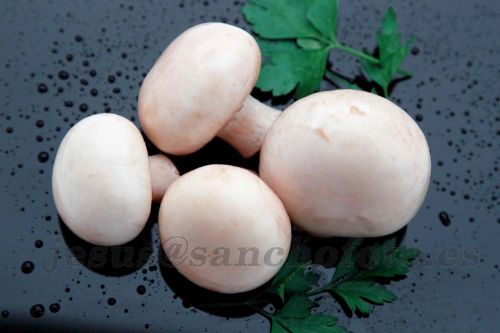 Fotografia de Sanchofoto S.C. - Galeria Fotografica: PUBLICIDAD / PRODUCTO / ALIMENTACION - Foto: ALIMENTACION 4