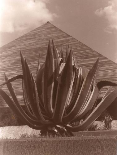 Fotografia de GiLo - Galeria Fotografica: less is more - Foto: maguey