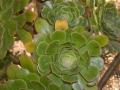 Fotos de Microphoto -  Foto: Plantas Y Flores - Crassula?