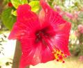 Fotos de Microphoto -  Foto: Plantas Y Flores - Hibisco