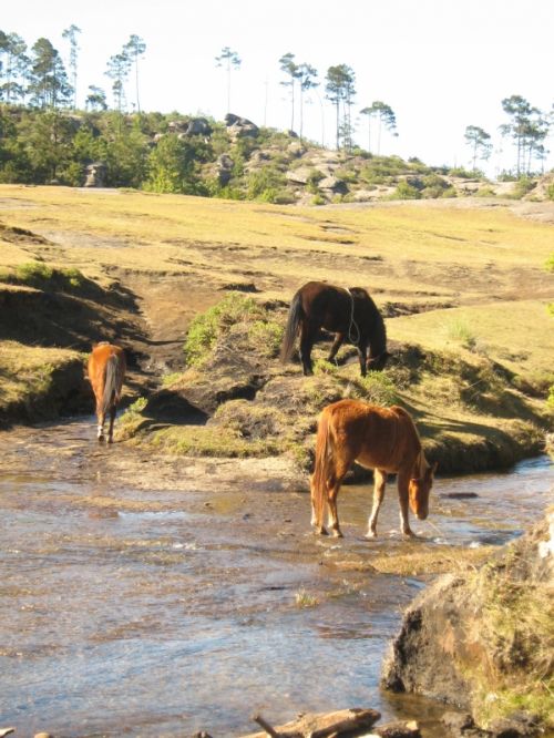 Fotografia de diana - Galeria Fotografica: en conracto con la naturaleza - Foto: ecosistema bulnerable