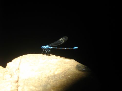 Fotografia de diana - Galeria Fotografica: en conracto con la naturaleza - Foto: juego de sombra