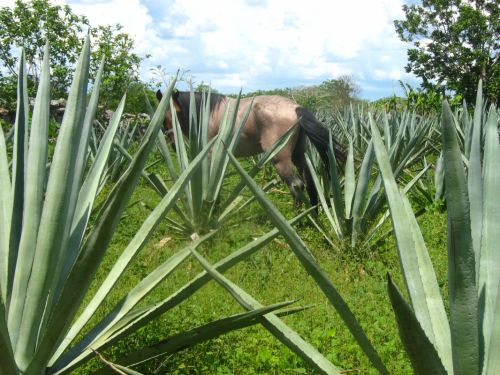 Fotografia de diana - Galeria Fotografica: en conracto con la naturaleza - Foto: escondite entre el enequen