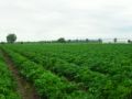 Fotos de PhotoJohn -  Foto: Aguascalientes (agricultura) - 