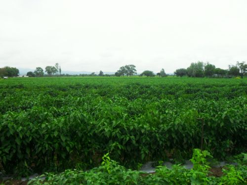 Fotografia de PhotoJohn - Galeria Fotografica: Aguascalientes (agricultura) - Foto: 