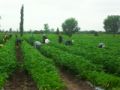 Fotos de PhotoJohn -  Foto: Aguascalientes (agricultura) - 
